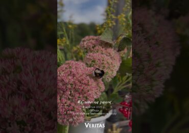 Слово на ранок Пʼятниця, ХХVІ тижня Звичайного періоду 8 жовтня 2025 р.